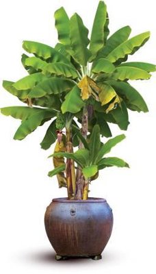 File ảnh Background phông nền banner chúc mừng năm mới , tất niên tết 2025 TET1387 (gốc) in PP, decal