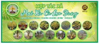 Download file gốc Banner facebook cây cảnh Mai Xù Cù Lao Dung (in mica) trong suốt