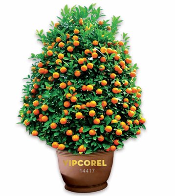 Tải file Chậu Quất trang trí tiểu cảnh tết file PNG (gốc) in tranh tráng gương