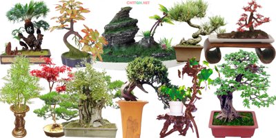 File gốc [PSD] Cây cảnh cây bonsai đẹp chất lượng cao (ảnh chi tiết) để in trần