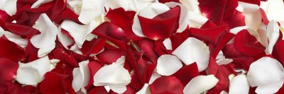 File tranh Tải tranh bộ ghép 3 tấm cánh hoa hồng #162 (gốc) chủ đề thành phố