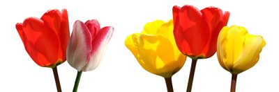 Download file Tải tranh bộ ghép 3 tấm những bông hoa #155 (gốc) in mica cao cấp