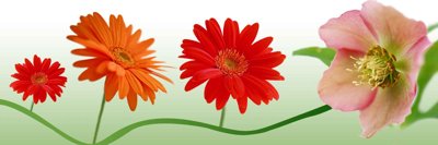 File gốc Tải tranh bộ ghép 3 tấm những bông hoa #160 cho in ấn và thiết kế