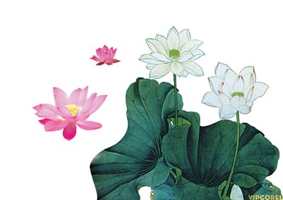 File PSD in ấn Tổng hợp hình ảnh Hoa Sen tách nền file PNG (chất lượng cao)