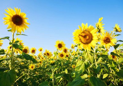 Tải file Tranh dán tường 3D phong cảnh hữu tình #141 (PSD) cho in tranh kính