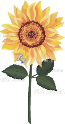 File in lụa Vetores (516) (hoa văn) Vetores (516)