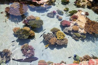 Ảnh gốc file in lụa File in sàn nhà thảm gạch FTS2 chi tiết