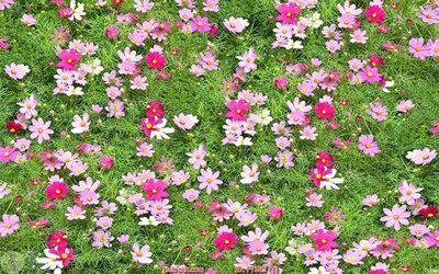 File gốc File in sàn nhà thảm gạch FTS63 (chuẩn màu) cho in offset