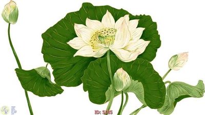 Download file gốc Tranh cửu ngư quần hội sen cá S185 (in mica) 3D