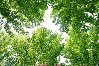 File tranh ảnh gốc File psd trần 3d TR212 dùng cho in khổ lớn