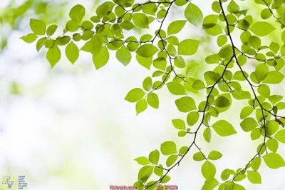 File gốc File psd trần 3d TR239 (in tráng gương) ốp tường