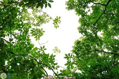 File gốc File psd trần 3d TR244 (in lụa) hoa văn cổ điển