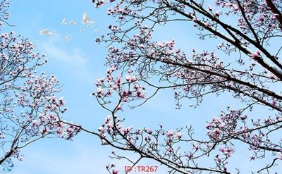 File tranh File psd trần 3d TR267 (ảnh gốc) độc quyền