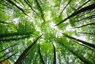 File in trần File psd trần 3d TR397 (bản gốc) 5D