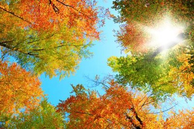 File tranh PSD File tranh trần mây 3d TR427 chất lượng cao