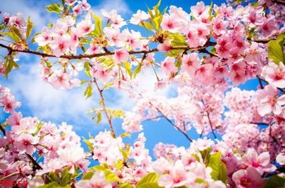 File gốc File tranh trần mây 3d TR562 (PNG) nền trong suốt