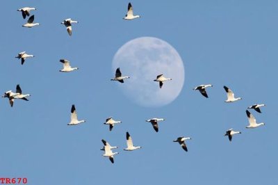 Tải file File tranh trần mây 3d TR670 (gốc) làm file quảng cáo