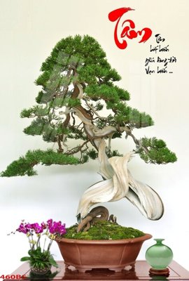 Tải file gốc File tranh chậu mai bonsai 460BS dùng cho in ấn