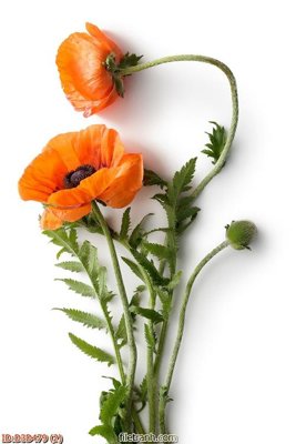 Tải file PSD File tranh đứng lối vào D3D479 (nguyên layer) để in