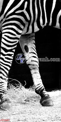 File in lụa File tranh bộ hiện đại FT10407 (tân cổ điển) File tranh bộ hiện đại FT10407