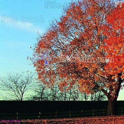 File gốc File tranh bộ hiện đại FT124530 (AI/EPS) cho in ấn