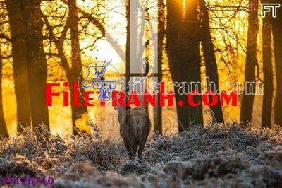 Tải file gốc File tranh bộ hiện đại FT126710 (in không vỡ ảnh)