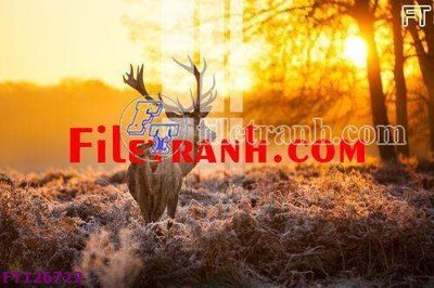 File gốc in mica File tranh bộ hiện đại FT126722 chất lượng