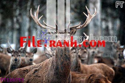 File in trần File tranh bộ hiện đại FT126753 (bản gốc) mây trời