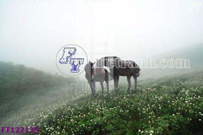 File ảnh File tranh bộ hiện đại FT127135 (gốc) in poster