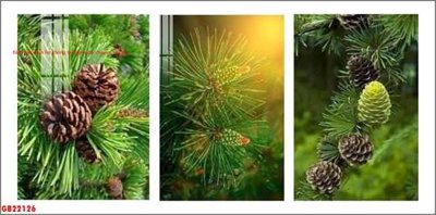 File in trần File gốc in bộ tranh decor treo tráng gương canvas GB22126 (bản gốc) trời sao