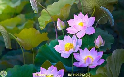 File gốc File tranh treo hiện đại HD3392 (ảnh chi tiết) để in ấn