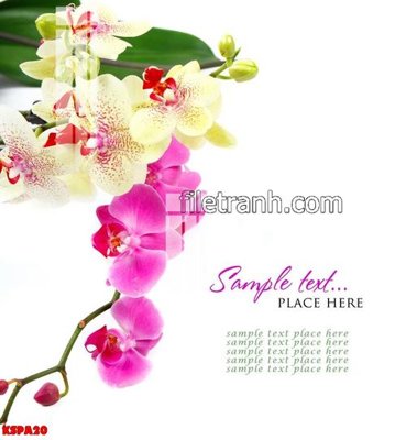 File gốc Tranh trang trí Spa làm đẹp KSPA20 (chuẩn màu) cho in offset