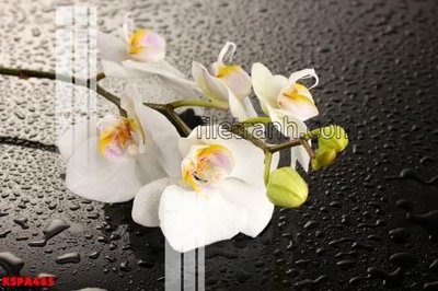 Download file Tranh trang trí Spa làm đẹp KSPA485 (chất lượng in ấn)