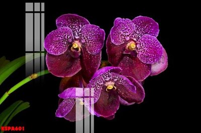 File in trần Tranh trang trí Spa làm đẹp KSPA601 (file gốc) chủ đề vũ trụ