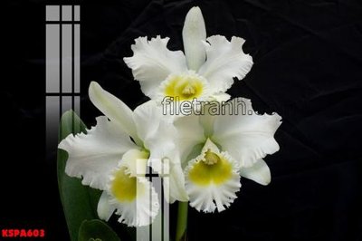 File tranh Tranh trang trí Spa làm đẹp KSPA603 (ảnh gốc) in trần 3D