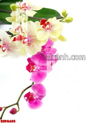 File gốc Tranh trang trí Spa làm đẹp KSPA605 (phong cách) cổ điển