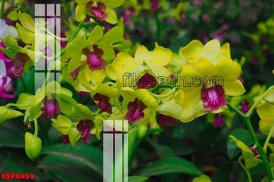 File gốc in ấn Tranh trang trí Spa làm đẹp KSPA653 chuẩn màu CMYK