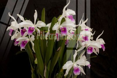 Download file gốc Tranh trang trí Spa làm đẹp MP728 (độ nét cao)