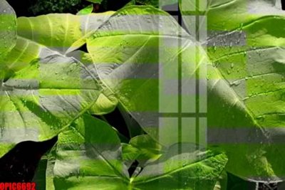 File PSD file tranh bộ decor in treo tường tráng gương OPIC6692 (bản gốc) đã tách nền