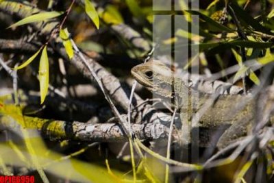 File in ấn cao cấp file tranh bộ decor in treo tường tráng gương OPIC6950 (file gốc)