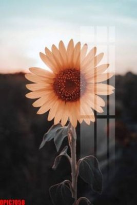 File tranh in trần 3D file tranh bộ decor in treo tường tráng gương OPIC7058 (ảnh gốc)