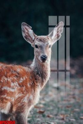 File PSD file tranh bộ decor in treo tường tráng gương OPIC7059 (bản gốc) chất lượng nhất