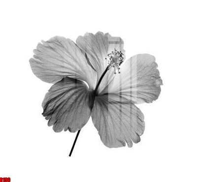 Tải file gốc file tranh in treo tường file decor tổng hợp R190 (in khổ lớn) không vỡ