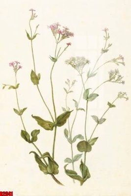 File tranh file tranh in treo tường file decor tổng hợp R2641 (bản gốc) in canvas