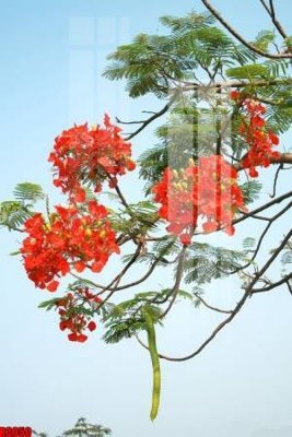 Tệp tin gốc file tranh in treo tường file decor tổng hợp R3050 (dùng cho in) file tranh in treo tường file decor tổng hợp R3050