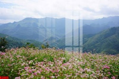 File gốc file tranh in treo tường file decor tổng hợp R3069 (thiết kế) cho in ấn