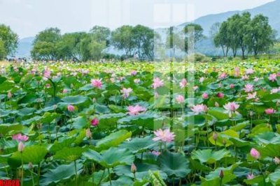 File gốc file tranh in treo tường file decor tổng hợp R3628 (ảnh rõ nét) để in