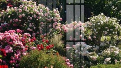 File gốc file tranh in treo tường file decor tổng hợp R3749 (PNG) trong suốt (transparent)