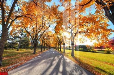 Hình ảnh file gốc in trần nhà file tranh in treo tường file decor tổng hợp R3875