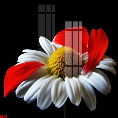 File gốc file tranh in treo tường file decor tổng hợp R5177 (in mica) cắt laser